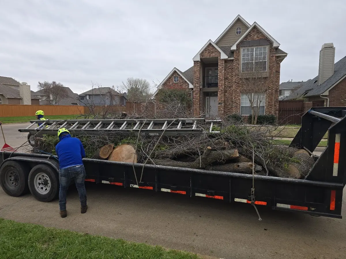 Expert Tree Pest Control with proper safety equipment in Myra